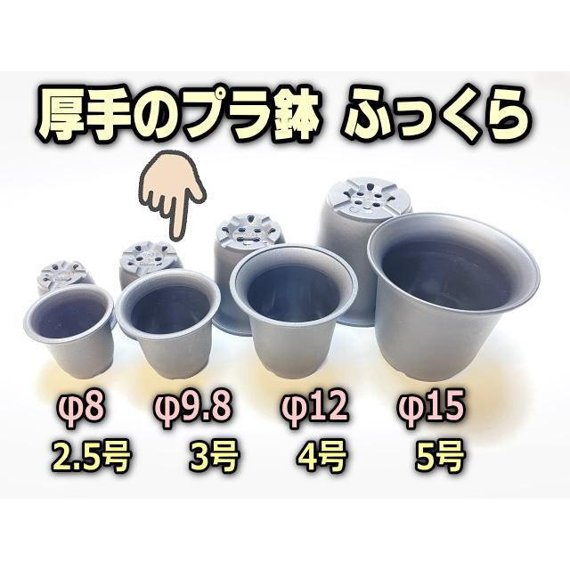 厚手のプラ鉢-ふっくら3号-黒＊U-30(QBRAND)＠多肉植物・塊根植物