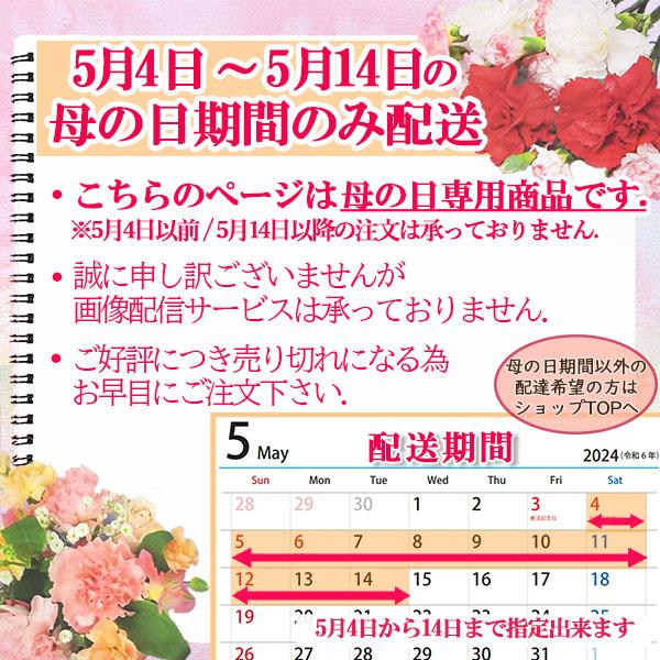 母の日 日付指定可能 [ レインボーカーネーション 5本入り アレンジメント] かご プレゼント バラ 生花 送料無料 ギフト 女性 誕生日 記念日 カーネーション｜fshanakotoba｜02