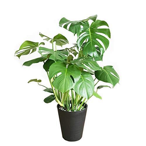 新しい到着 モンステラ 観葉植物 本物 インテリア 大型 大 ブラックセラアート鉢 8号 A B01hs2q5j2 Fsxray 通販 Yahoo ショッピング 肌触りがいい Www Iccostierovico Edu It