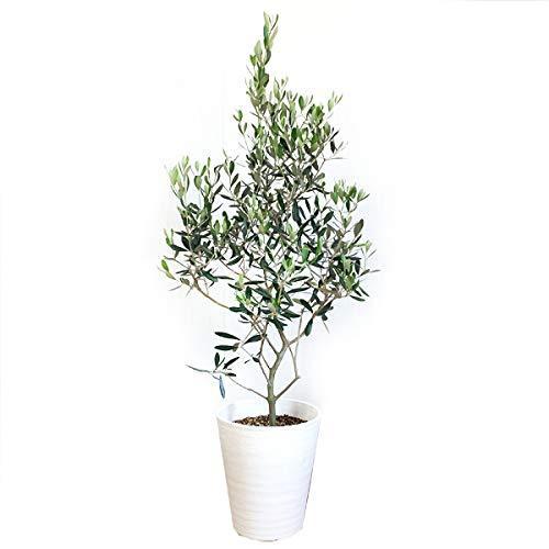 珍しい オリーブの木 観葉植物 本物 インテリア ホワイトセラアート鉢 8号 大型 中型 A B01i1wad46 Fsxray 通販 Yahoo ショッピング 最安値挑戦 Mobile Scotturb Com
