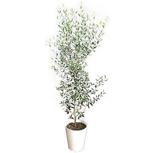 オリーブの木 １０号 ホワイトセラアート鉢 大鉢 大型 インテリア 庭木 鉢植え ガーデニング インテリア 観葉 A Bd87s Fsxray 通販 Yahoo ショッピング