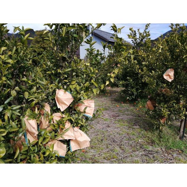 無農薬なつみかん 静岡清水昔の夏みかん【川野夏橙】10キロ　夏ミカン 【特売日】マーマレード |  | 01