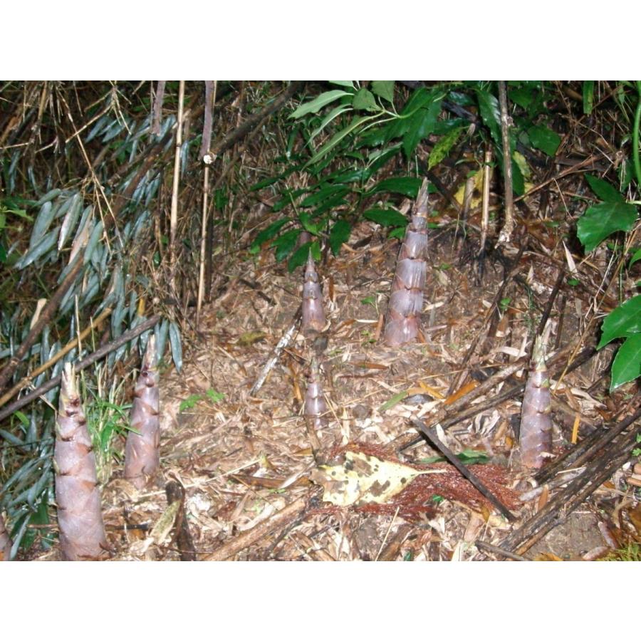 たけのこタケノコ(竹の子)ハチク 約３キロ　クール便５月〜配達指定日はお受けできません。 |  | 02