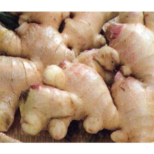 種生姜 生姜の種土佐一 大生姜種 ショウガ種生姜 1.5キロ : 産直 種生姜 生姜の種土佐一 大生姜種 ショウガ種生姜 1.5キロ : 産直