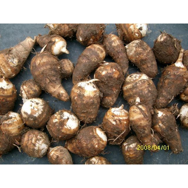 種芋　白芽里芋　20kg 里芋 食用 善光寺さといも 種芋 食用OK 約3K : 産直 但沼 - 通販