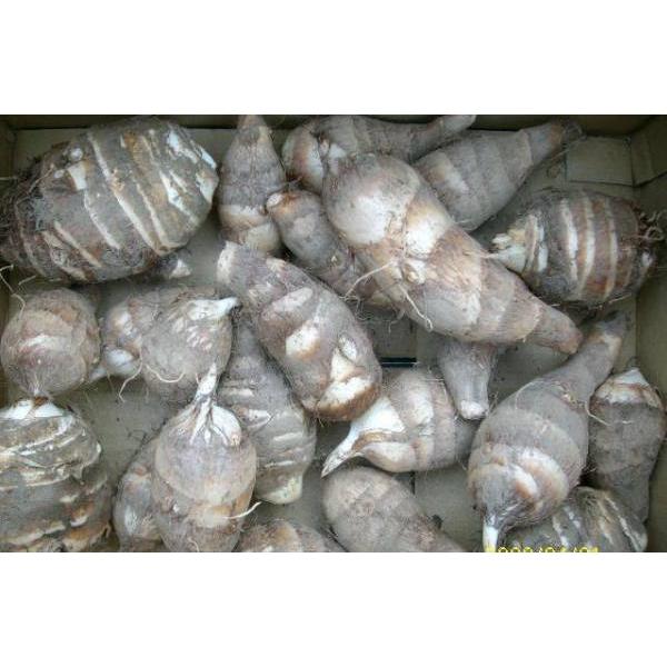 里芋さといも 食用エビ芋 食用唐のいも 種芋 海老芋 産地直送 2kg