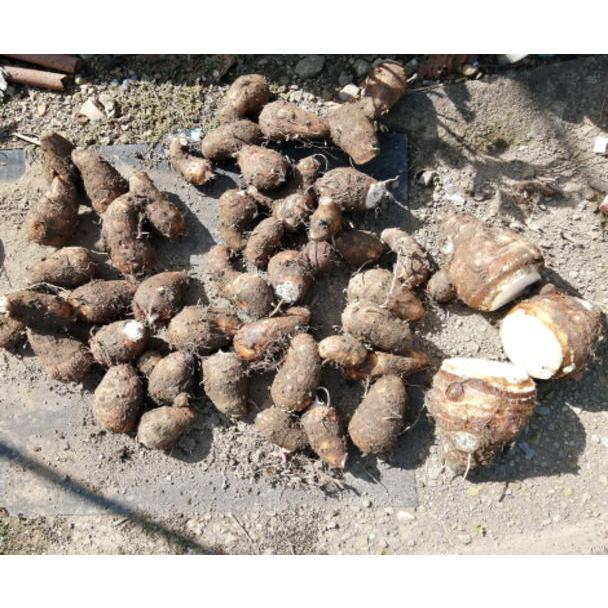 里芋 食用 善光寺 さといも 種芋 約2K : 産直 但沼 - 通販 - Yahoo