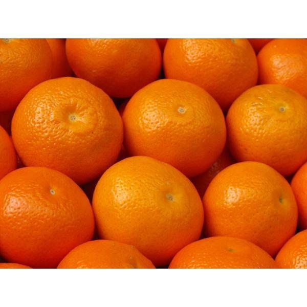 天香オレンジ あまかみかん  3キロ 新品種柑橘  天香「清見オレンジ」と「アンコール」を掛け合わせて育成 | 