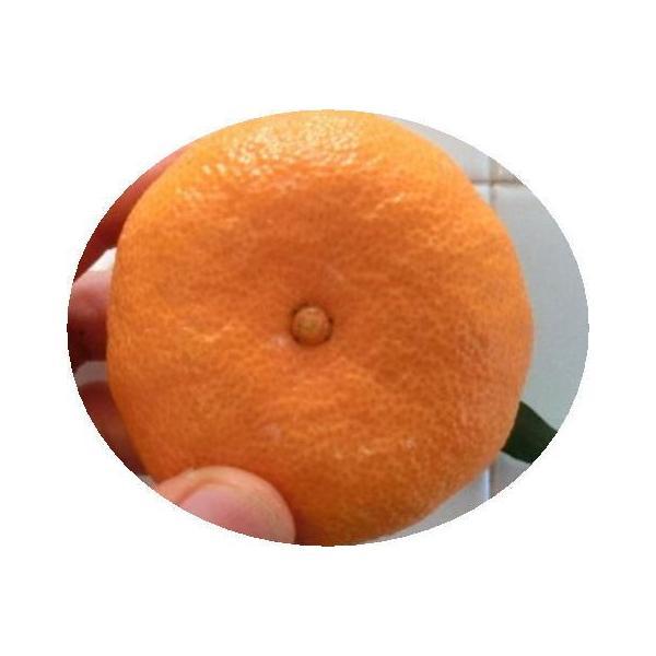 天香オレンジ あまかみかん  3キロ 新品種柑橘  天香「清見オレンジ」と「アンコール」を掛け合わせて育成 |  | 01