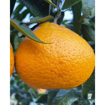 天香オレンジ あまかみかん  3キロ 新品種柑橘  天香「清見オレンジ」と「アンコール」を掛け合わせて育成 |  | 02