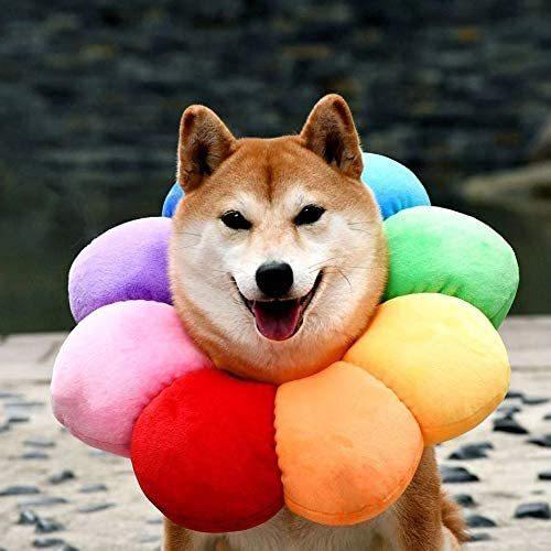 贈る結婚祝い エリザベスカラー 猫用 犬用 ペット用品 ひまわり型 M 虹色 猫用品 Www We Job Com
