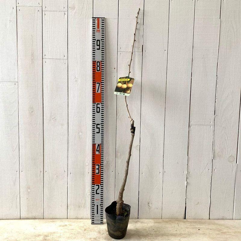 本物新品保証】銀杏 苗木 金兵衛 苗 13.5cmポット苗 いちょう ぎんなん