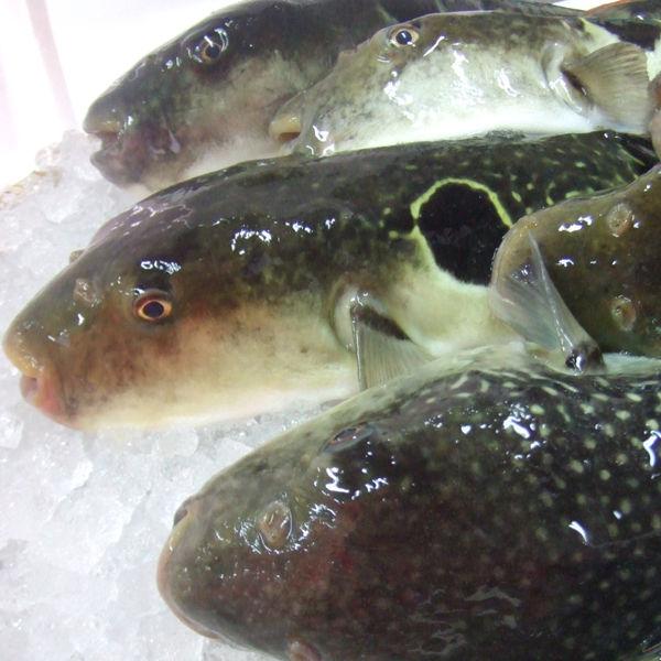 即納 最大半額 送料無料 活き〆とらふぐ刺身 鍋用にたっぷりのさばふぐで満足 活き〆とらふぐ満足セット 国産 フグ C Cruise Jp