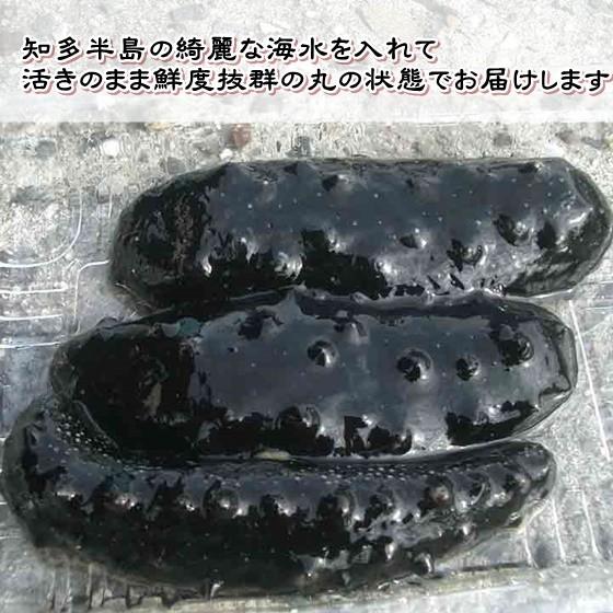 愛知県産 黒なまこ 生 ５００g Namakokuro 岬だより 通販 Yahoo ショッピング