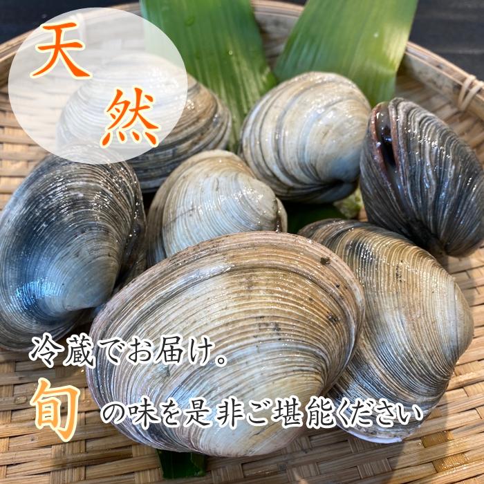 大アサリ 活大あさり (タレ付き) 2kg ちょっと小さめな大 大アサリ 活大あさり (タレ付き) 2kg ちょっと小さめな大