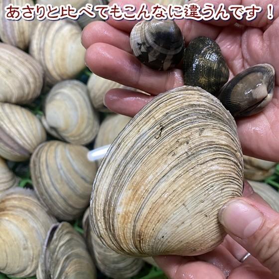 活大あさり 大アサリ サイズ色々 ２ｋｇ ひと口では食べられない大あさり 愛知県産 Ooasarisaizumix 岬だより 通販 Yahoo ショッピング
