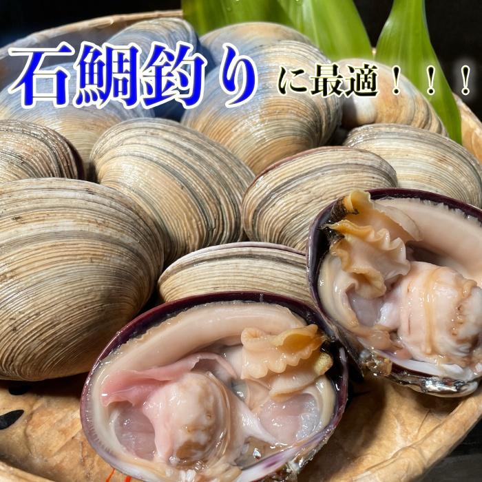 釣り餌 大アサリ 釣りエサ 48片貝 エサ 石鯛 釣り 送料無料 :ooasarituriesayou:岬だより Yahoo!店 - Fugu Ooasarituriesayou 3 D 20220910113252