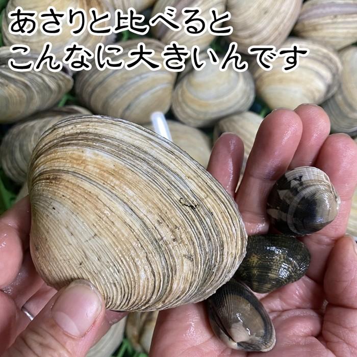 大アサリ 三河 あさり 活 大あさり  中サイズ +（タレ付き) １kg ひと口では食べられない大あさり (愛知県産)｜fugu｜07