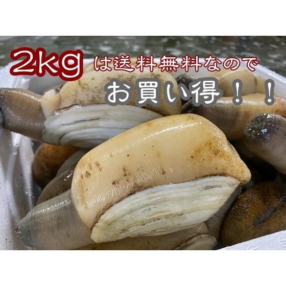 21春夏新色 天然活き白みる貝 大２ｋｇ みる貝 ミル貝 愛知県産 Materialworldblog Com