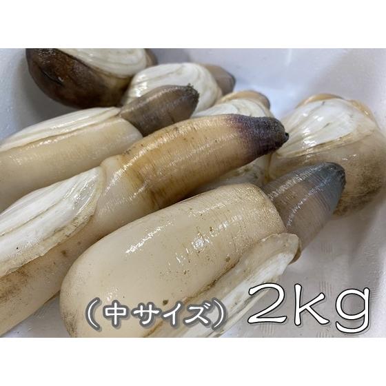 天然活き白みる貝 中２ｋｇ みる貝 ミル貝 愛知県産