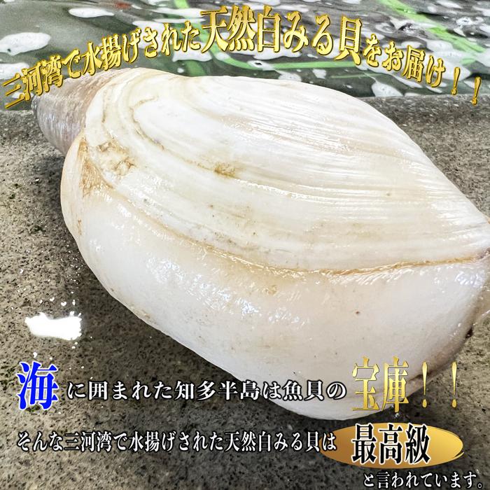 活白ミル貝 国産 約1kg 2 3個 約3 4人前 旬は春 中華炒め バター焼き 海水生