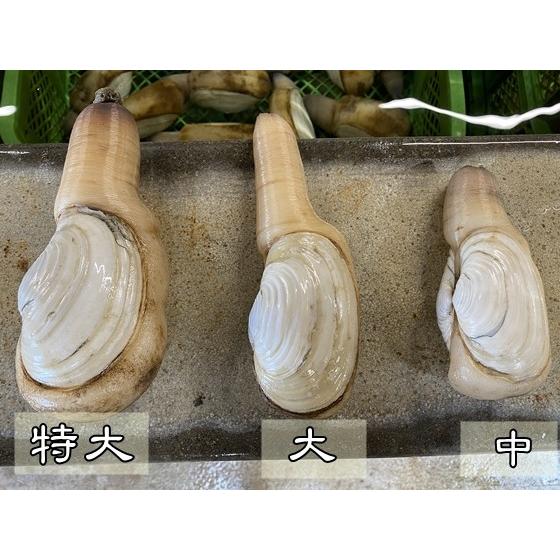 新品 正規品 天然活き白みる貝 中１ｋｇ みる貝 ミル貝 愛知県産 Materialworldblog Com