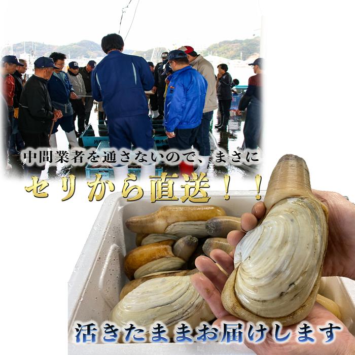 活白ミル貝 国産 約1kg 2 3個 約3 4人前 旬は春 中華炒め バター焼き 海水生