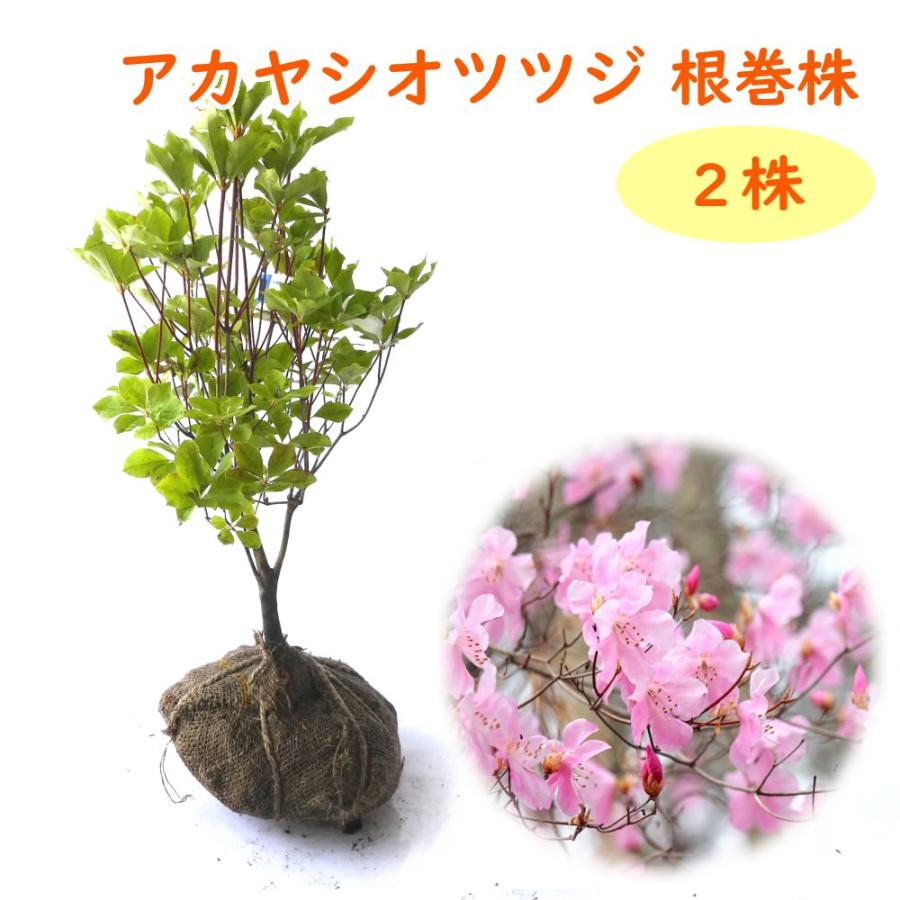 5月上旬まで落葉中です アカヤシオ ツツジ苗 根巻株 2株 樹高約50cm