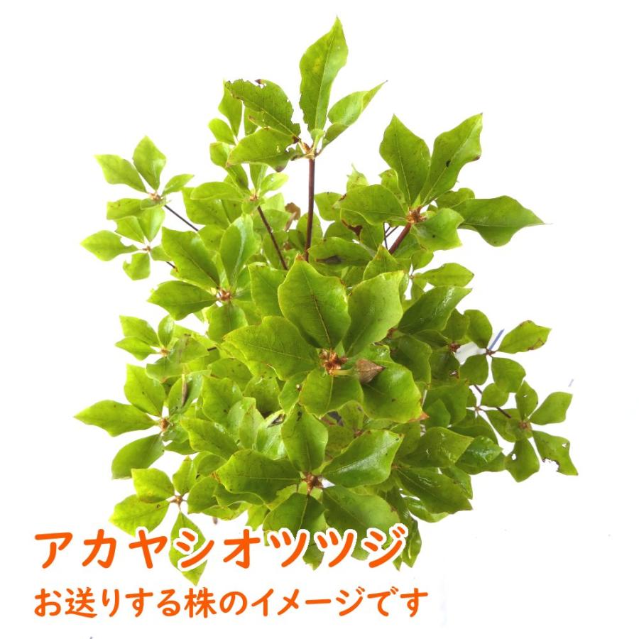 5月上旬まで落葉中です アカヤシオ ツツジ苗 根巻株 2株 樹高約50cm