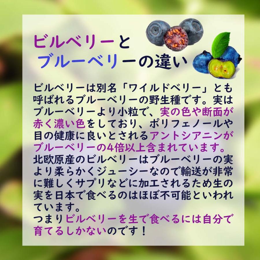 ビルベリー 苗木 12cmポット 1株 樹高約60〜70cm 野生種 ビルベリー 苗木 12cmポット 1株 樹高約60〜70cm 野生種