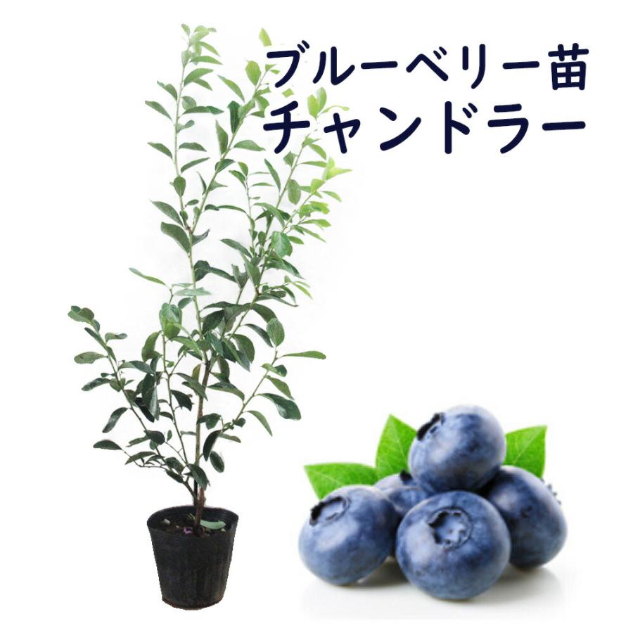 ブルーベリー 苗 苗木 ノーザンハイブッシュ系 チャンドラー 樹高70cm