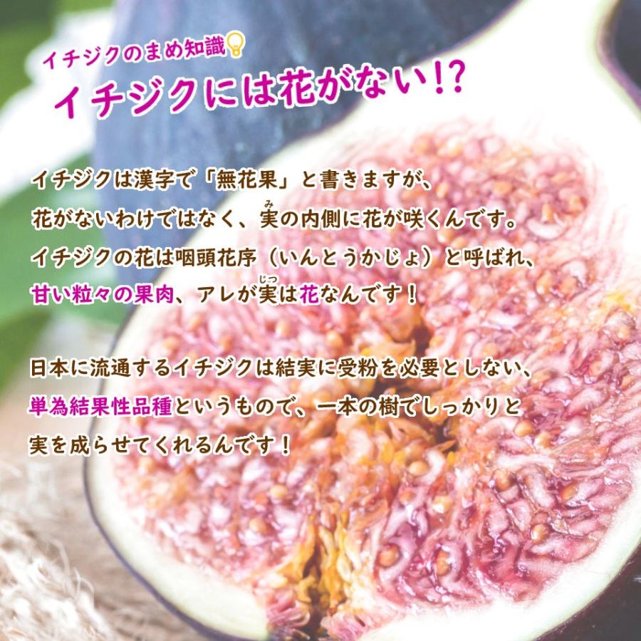 春まで落葉中です イチジク ドーフィン 挿木2年生苗 苗 苗木 6号鉢