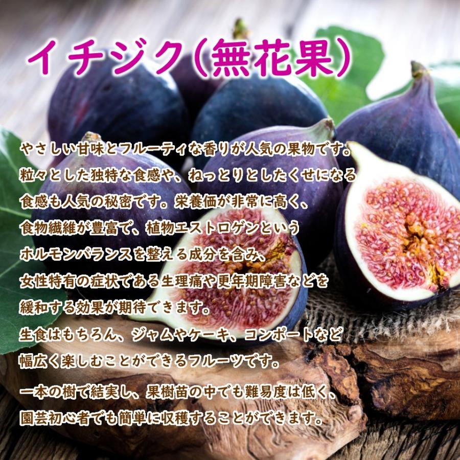 春まで落葉中です イチジク ビオレソリエス 挿木2年生苗 苗 苗木 6号 