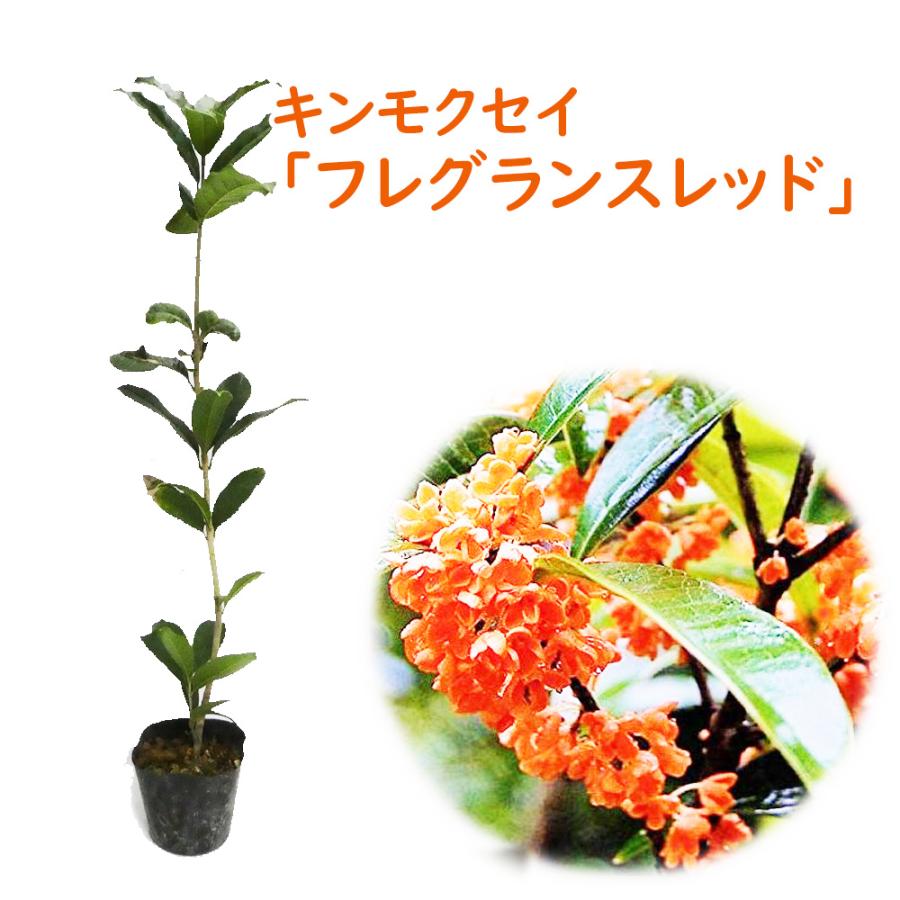 キンモクセイ 苗 苗木 フレグランスレッド 12cmポット 樹高約30〜40cm