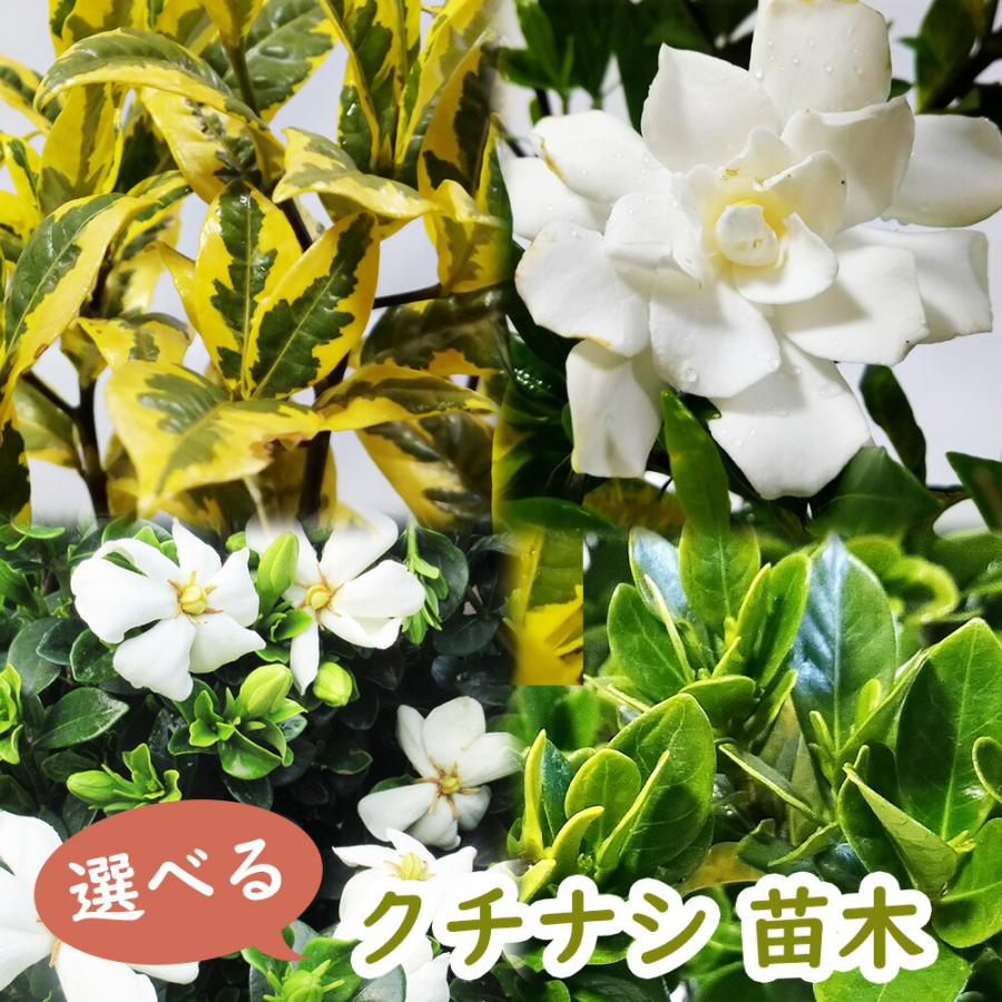 クチナシ 苗 苗木 15cmポット 選べる品種 樹高約25〜40cm 梔子 香木 三大香木 植木 庭木 生垣 : 富士園芸Yahoo ...