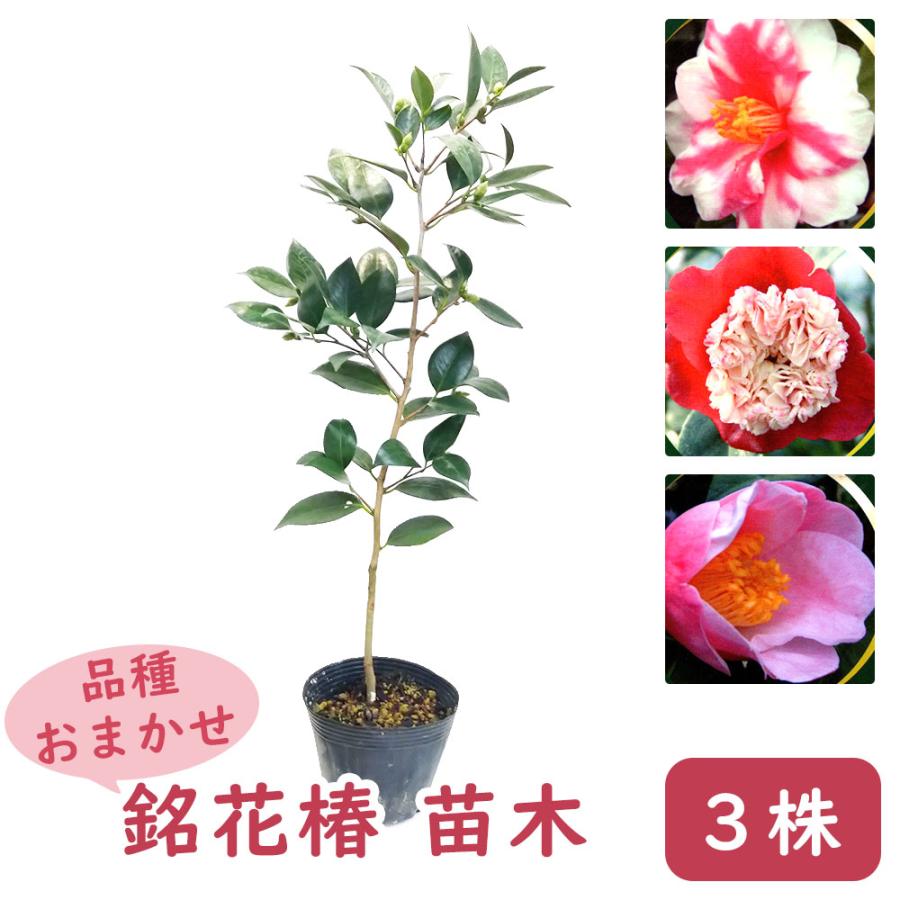 品種おまかせ 銘花椿 3株 苗 苗木 12cmポット 樹高約45cm 椿 品種おまかせ 銘花椿 3株 苗 苗木 12cmポット 樹高約45cm 椿