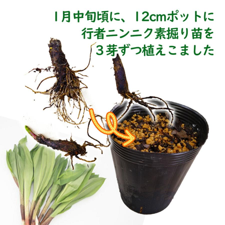 行者ニンニク 植え込み苗【3ポット】12cmポットに3芽植え込みました ギョウジャニンニク アイヌネギ エゾネギ ヒトビル ヤマニンニク 山菜 滋養強壮｜fujiengeiya｜03