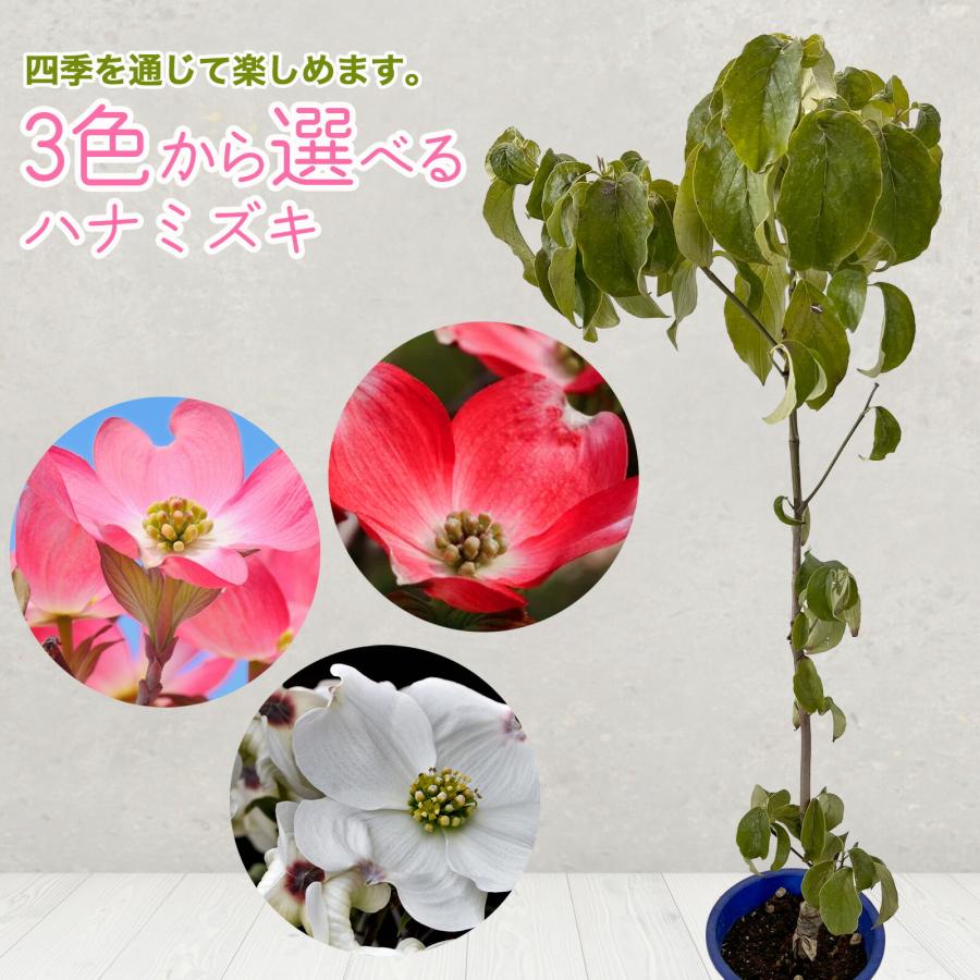 花芽付き　選べる花色  ハナミズキ 苗 苗木 5号鉢 樹高約50cm 花水木（Yahoo!・富士園芸Yahoo!ショッピング店）