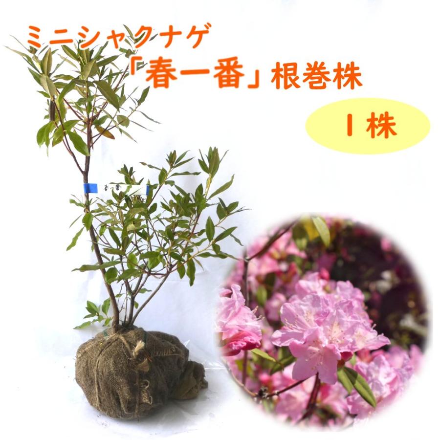 ミニシャクナゲ 春一番 根巻株 1株 樹高約50cm 苗 苗木 石楠花 ミニ