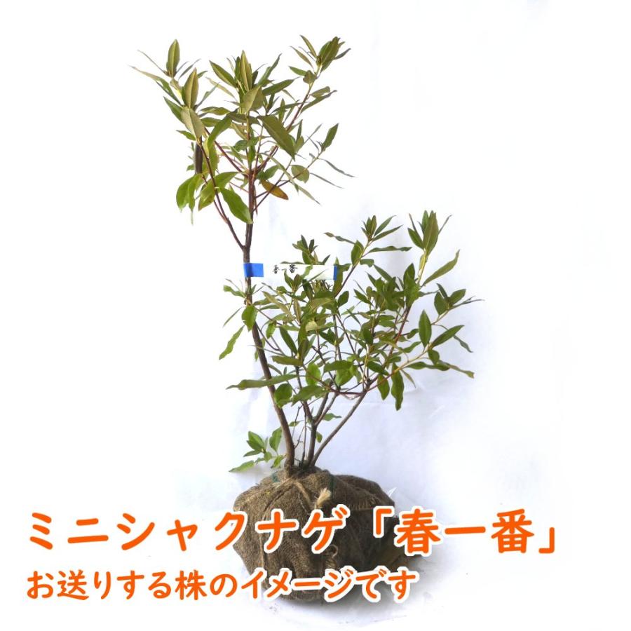 ミニシャクナゲ 春一番 根巻株 3株 樹高約50cm 苗 苗木 石楠花 ミニシャクナゲ 春一番 根巻株 3株 樹高約50cm 苗 苗木 石楠花