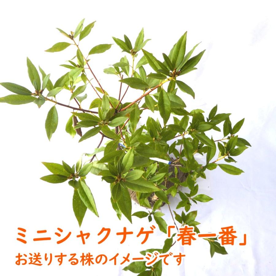 ミニシャクナゲ 春一番 根巻株 3株 樹高約50cm 苗 苗木 石楠花 ミニシャクナゲ 春一番 根巻株 3株 樹高約50cm 苗 苗木 石楠花