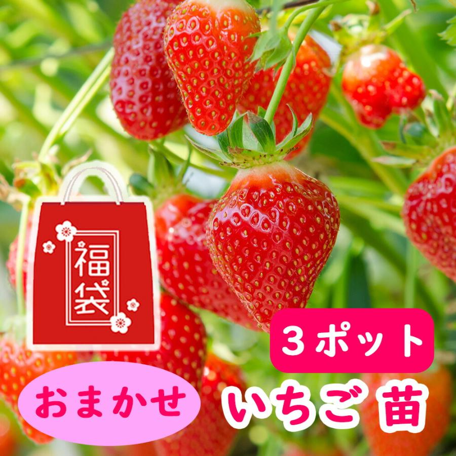 【受注制作】苺の3点セット③ライトピンク おまかせ いちご イチゴ 苗 3ポット 9cmポット苗 : 富士園芸Yahoo