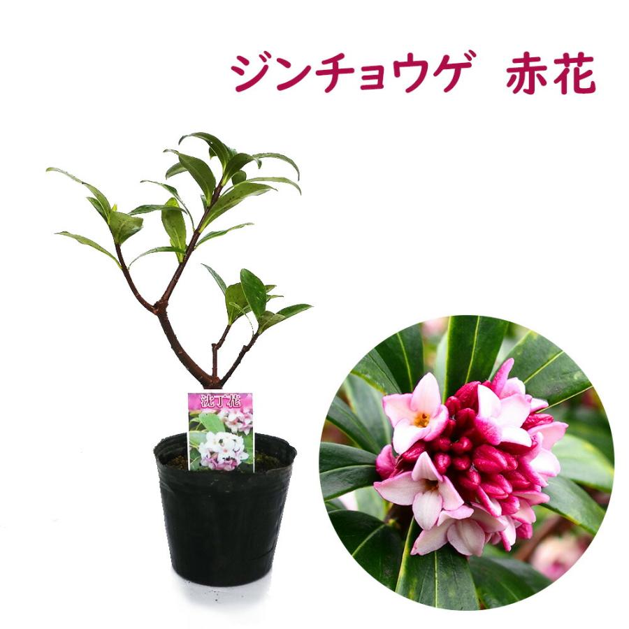 ジンチョーゲ苗木　沈丁花 の鉢植え 　鉢ごと発送 ジンチョウゲ 苗 苗木 沈丁花 赤花 樹高約20cm : 富士園芸Yahoo