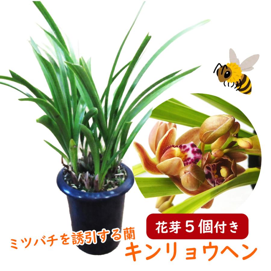 花芽5個付き株 】キンリョウヘン( 金稜辺 )5号鉢 花芽5個付き株 】キンリョウヘン( 金稜辺 )5号鉢
