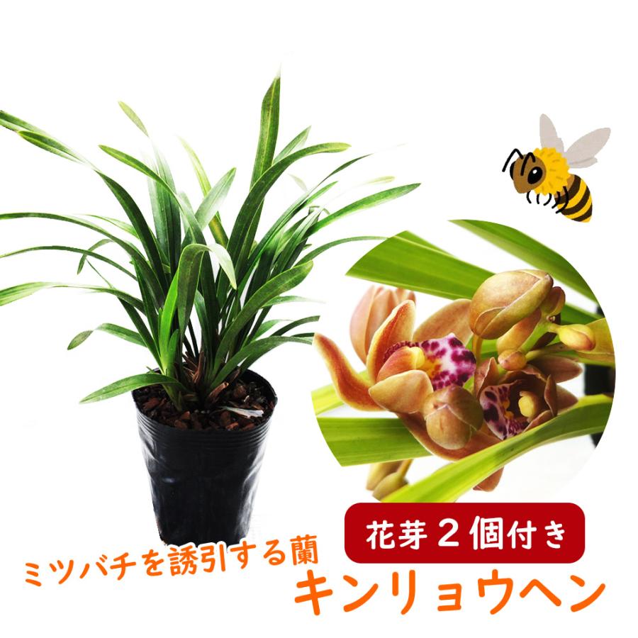 花芽2個つき株 】キンリョウヘン（ 金稜辺 ）5号鉢 ニホンミツバチを