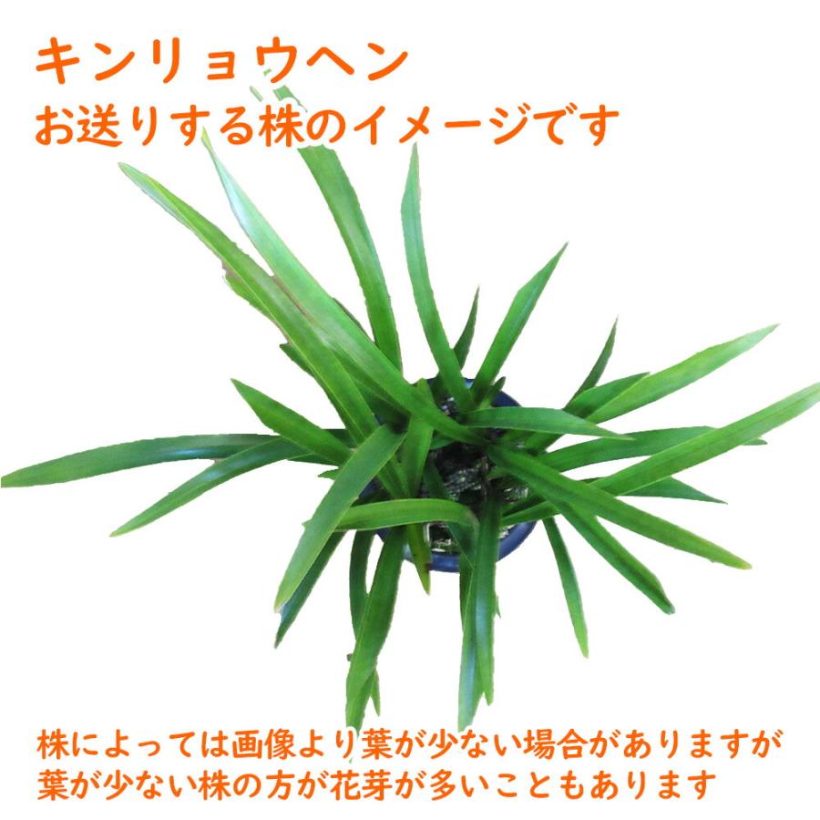 花芽5個付き株 】キンリョウヘン( 金稜辺 )5号鉢 花芽5個付き株 】キンリョウヘン( 金稜辺 )5号鉢
