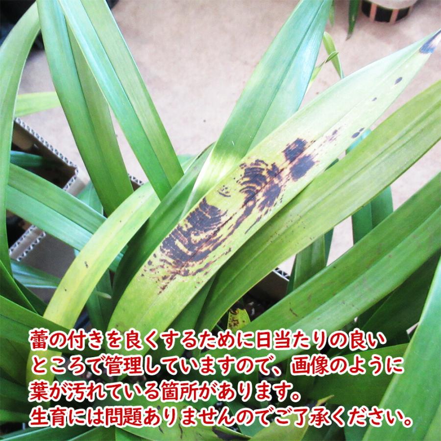 花芽5個付き株 】キンリョウヘン( 金稜辺 )5号鉢 花芽5個付き株 】キンリョウヘン( 金稜辺 )5号鉢