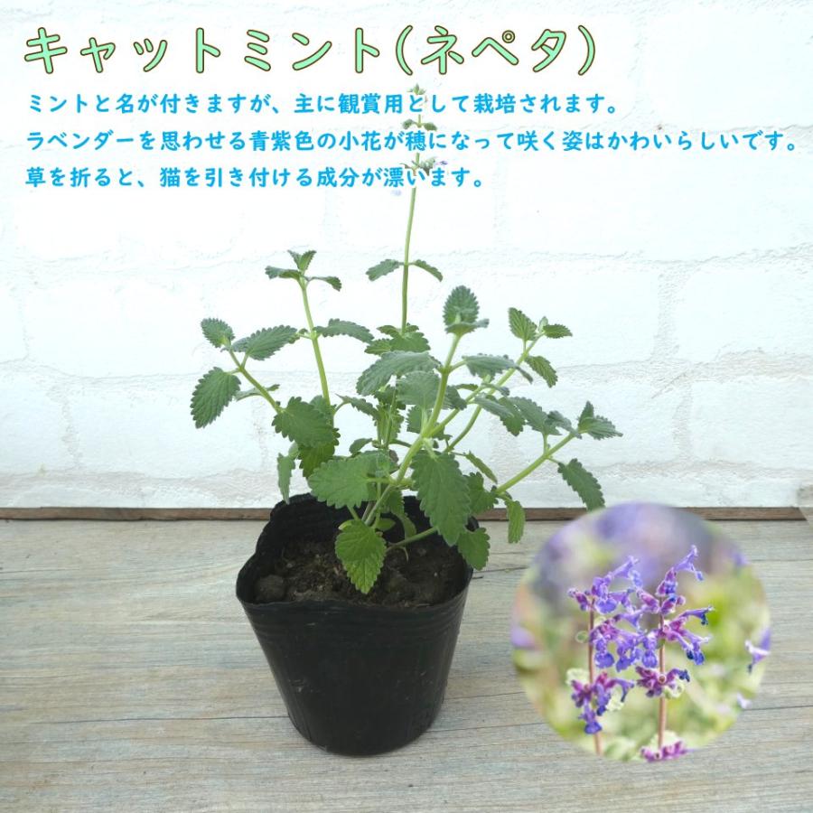 ミント 苗 選べる品種 9.0cmポット ハーブ ペパーミント ミント 苗 選べる品種 9.0cmポット ハーブ ペパーミント