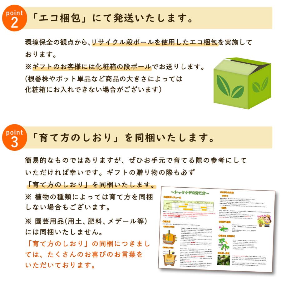 ミント 苗 選べる品種 9.0cmポット ハーブ ペパーミント ミント 苗 選べる品種 9.0cmポット ハーブ ペパーミント