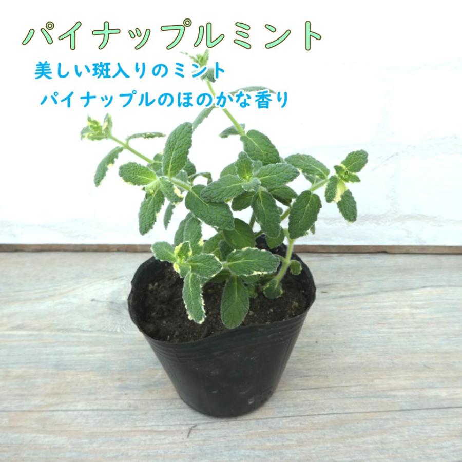 ミント 苗 選べる品種 9.0cmポット ハーブ ペパーミント ミント 苗 選べる品種 9.0cmポット ハーブ ペパーミント